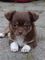 Regalo chihuahua cachorro lista - Foto 1