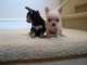 Regalo chihuahua cachorros listo - Foto 1