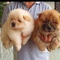 Regalo chow chow cachorros disponibles - Foto 1