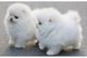Regalo de Navidad Pomeranian cachorros disponibles - Foto 1