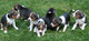 Regalo foxhound americano cachorros listo