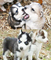 Regalo husky de alaska cachorros disponibles