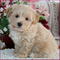 Regalo maltipoo cachorros disponibles