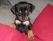 Regalo pinscher carlin cachorros listos