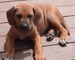 Regalo rhodesian cachorros disponibles - Foto 1