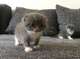 Regalo scottish fold gatitos