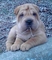 Regalo shar-pei cachoroos lista