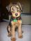 Regalo terrier airedale cachorros listo