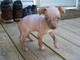 Regalo terrier sin pelo americano cachorros disponibles - Foto 1