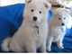 Registrado samoyedo .... cachorros