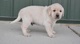 Saludables cachorros de Labrador Retriever en adopción - Foto 1