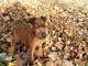 Sano y casa capacitación Irish Terrier cachorros para adopción - Foto 1