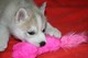Sanos 11 semanas de edad siberian husky cachorros ahora listo par