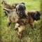 Sanos y cariñosos cachorros de Leonberger en adopción - Foto 1