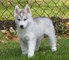 Siberian husky cachorros para la adopción - Foto 1