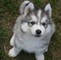 Siberian Husky cachorros para la venta - Foto 1