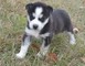 Siberian Husky Puppies - Foto 1