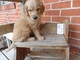 Socializado Goldendoodle cachorros para adopción - Foto 1