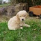 Super cachorros dulce Golden Retriever para adopción - Foto 1