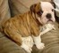 Super macnificien inglés bulldog para la adopción libre - Foto 1