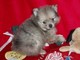 T-Cup Tiny Pomeranian Puppies Disponible Ahora - Foto 1