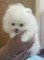 Tengo un cachorro de 3 meses de edad Pomeranian para la venta - Foto 1