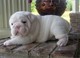 Tres hermosos cachorros bulldog inglés disponibles