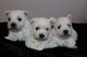 West highland terrier cachorros para su adopción