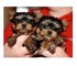 Yorkies (1 Mujer / 1 Hombre) - Foto 1