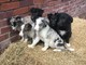 4 magníficos perritos del border collie - Foto 1