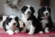 Adorable bearded collies cachorros