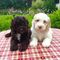 Adorable cachorros Cockapoo - Foto 1