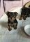 Adorable Yorkie Female Puppies para la venta - Foto 1