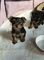 Adorable yorkie female puppies para la venta