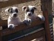 American Bulldog Pups - Foto 1