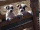 American bulldog pups