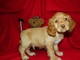 American corker spaniel cachorros