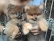 Bien educado cachorros pomeranian disponibles