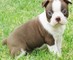 Bien socializados boston terrier cachorro