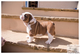 Bulldog Inglés cachorros disponibles - sólo en el momento de Navi - Foto 1