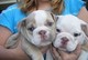 Bulldog ingles cachorros listos - Foto 1