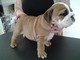 Bulldog inglés macho y hembra cachorros para adopción - Foto 1
