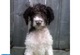 Butterfinger Labradoodle - Foto 1