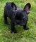 Cachorro Bulldog Francés para la venta para regalo de Navidad - Foto 1