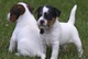Cachorros adorables UKC Jack Russell Terrier - Foto 1