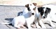 Cachorros adorables ukc jack russell terrier