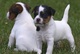 Cachorros adorables UKC Jack Russell Terrier,, - Foto 1