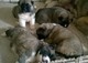 Cachorros akita