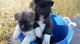 Cachorros akita absolutamente preciosos