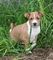 Cachorros Basenji disponibles - Foto 1